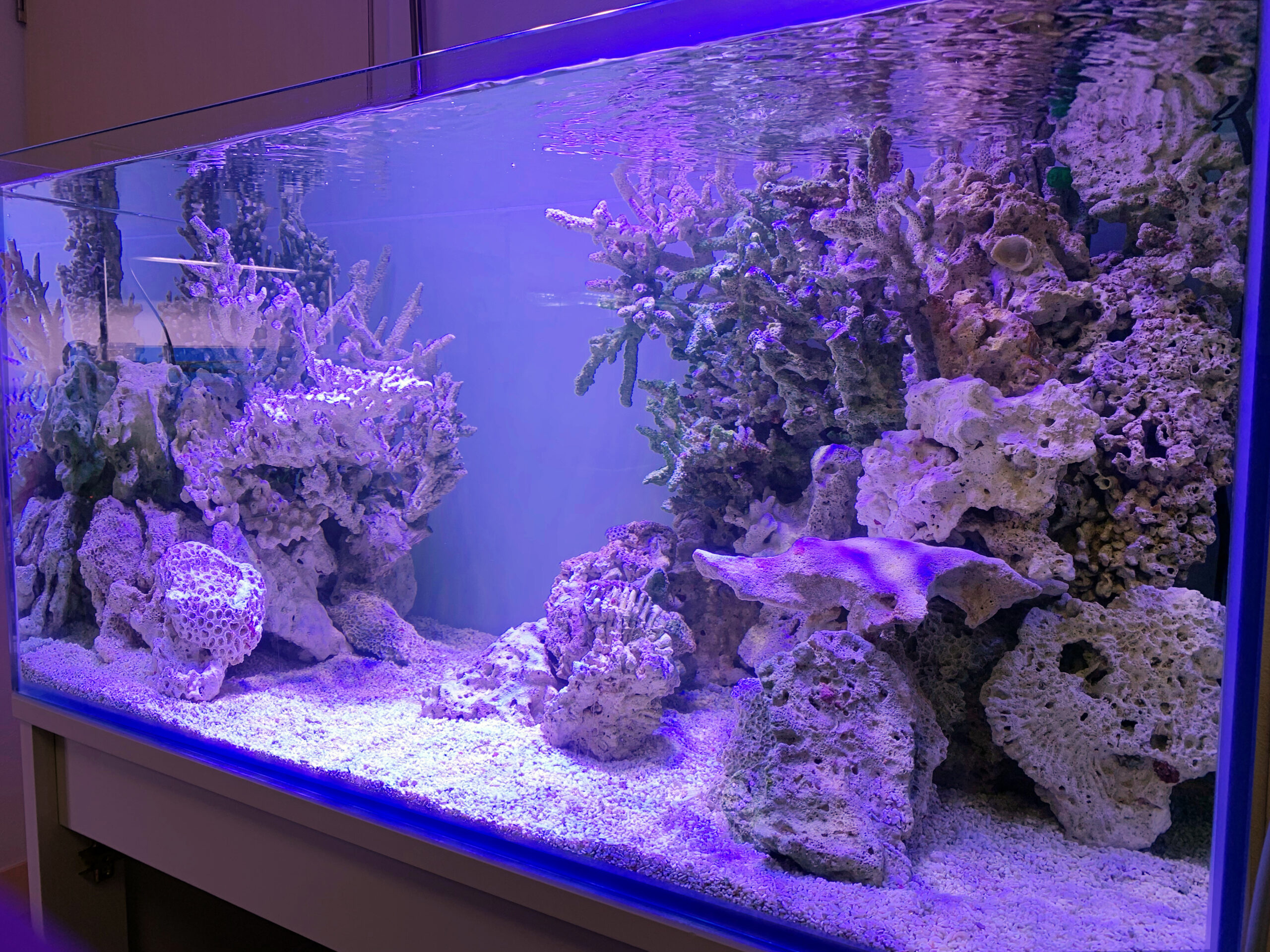 人工ライブロック ライブロックレイアウト擬岩(サンゴ、海水魚