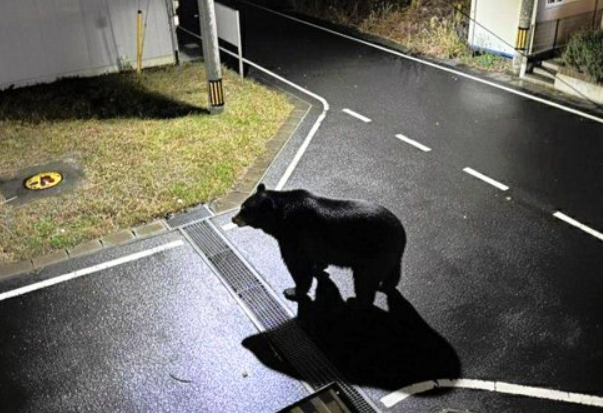 日本のスキー場でクマが目撃される｜ARAB NEWS