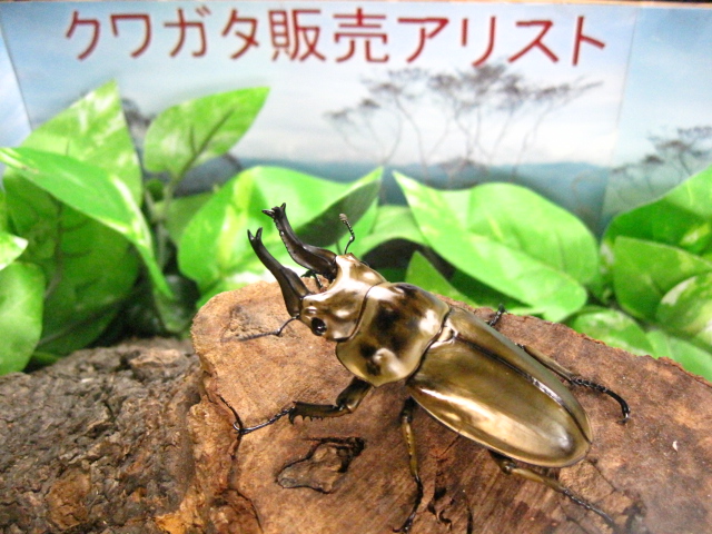 ローゼンベルグオウゴンオニクワガタ販売/ローゼンベルグ販売アリスト