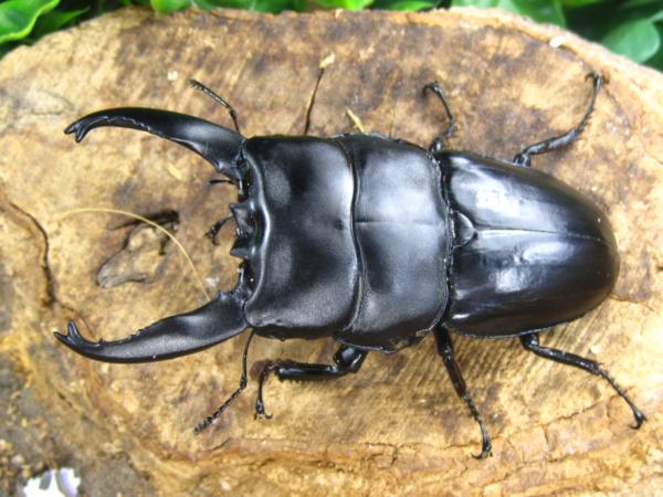アルキデスヒラタクワガタ/アリスト | 外国産 昆虫 クワガタ