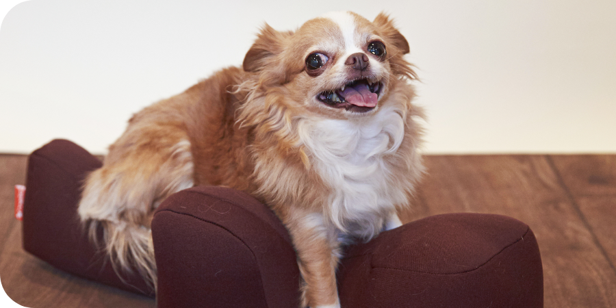 ワンちゃんをらくーにおたすけ】リラクッション | アロン化成