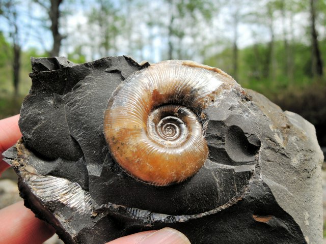 岩の中から8500万年前の輝き アンモナイトの宝庫、北海道を歩く