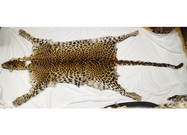 毛皮 | 剥製の製作・直売・レンタル・修理なら剥製専門店「アトリエ杉本」