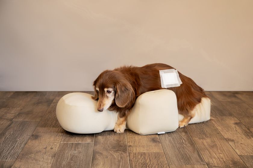 シニア犬や足腰が弱いワンちゃんの姿勢をサポート 「リラクッション