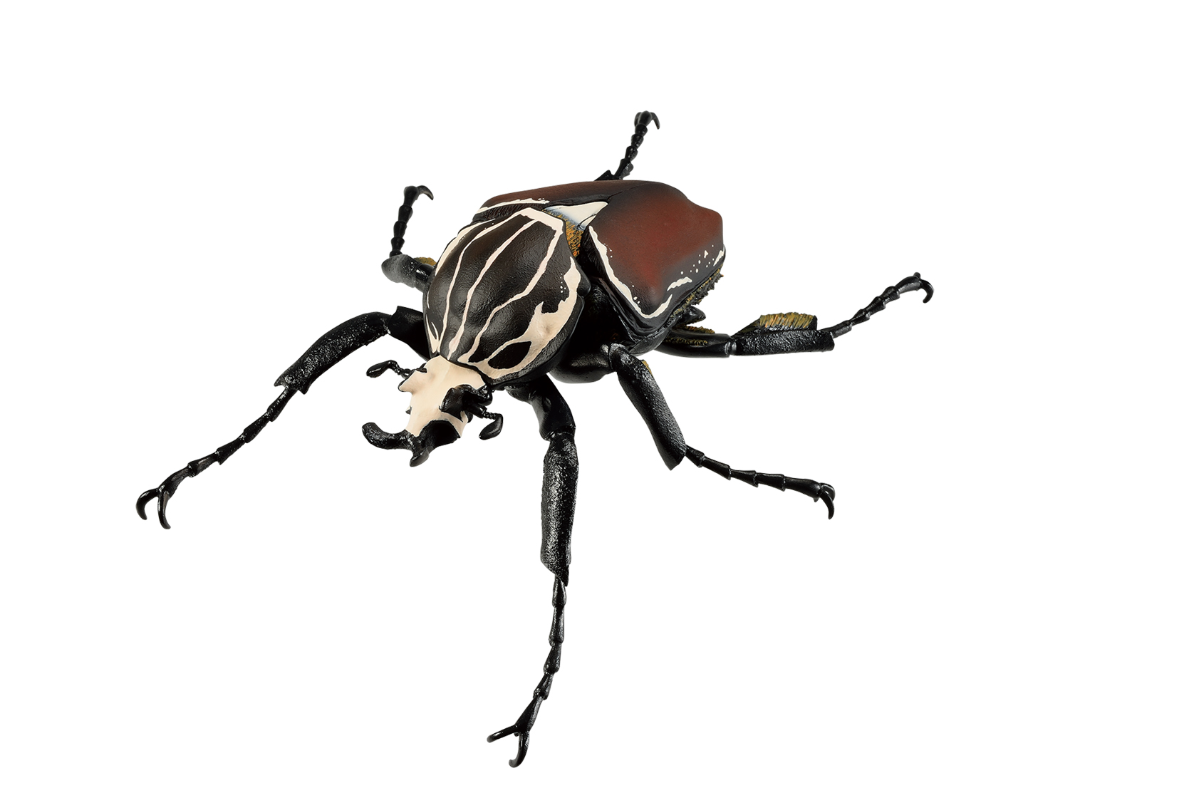 ゴライアス・ゴライアス（1オス、コンゴ産）