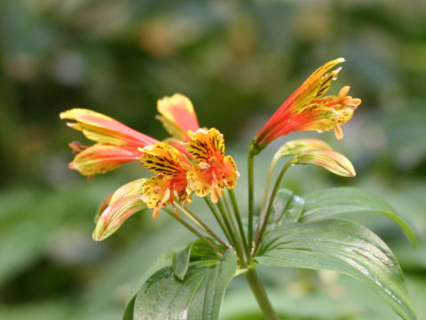 アルストロメリア (Alstroemeria sp.)