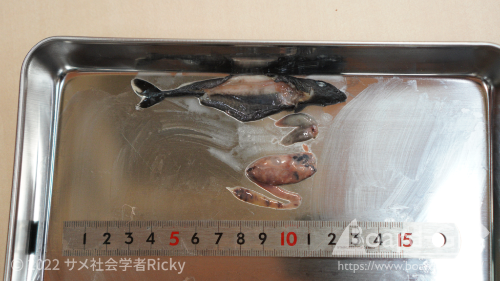 低価，人気】 世界最小のサメ ツラナガコビトザメ液浸標本(2個体