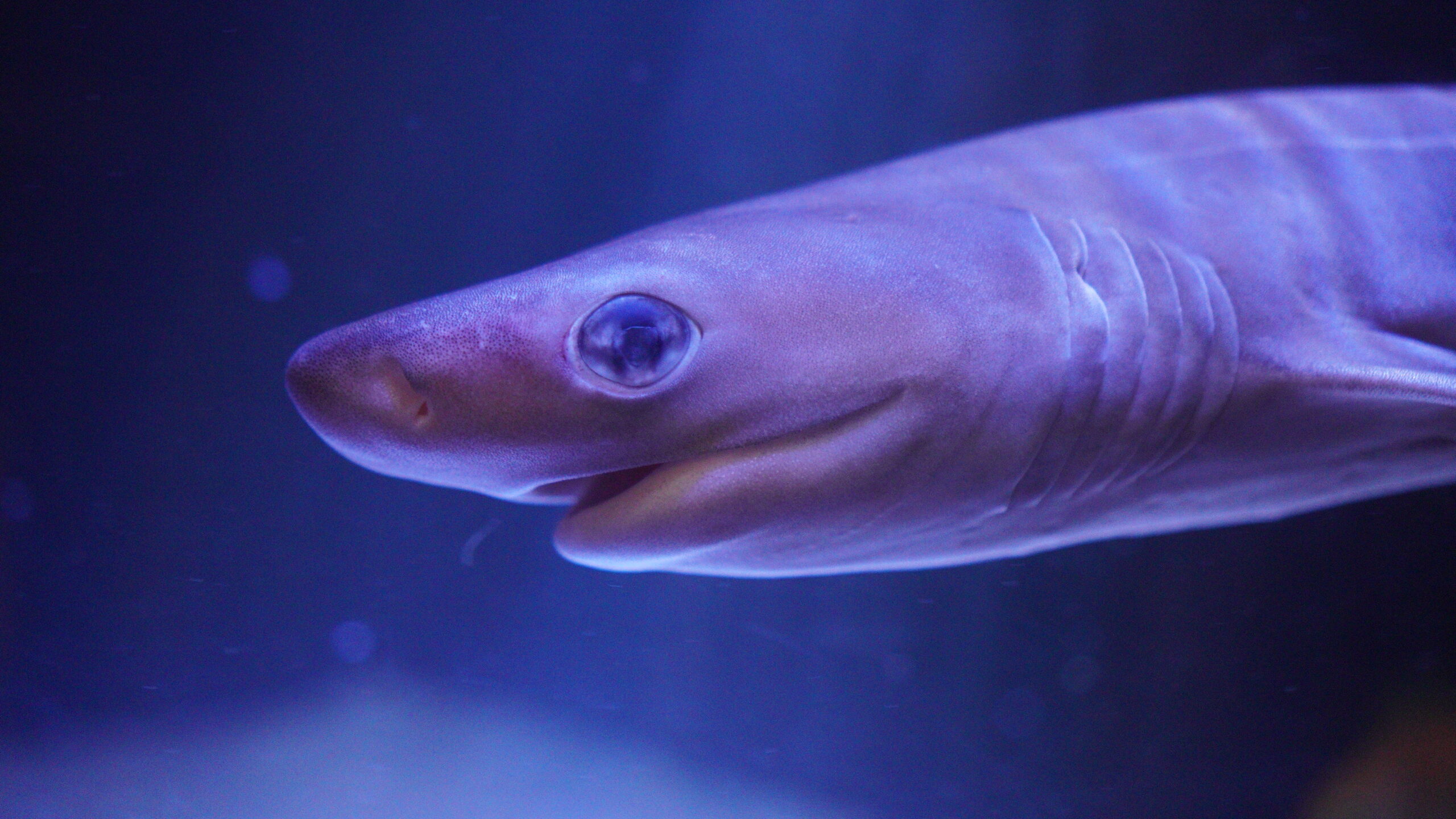 ラブカより希少？生きたカグラザメの貴重展示や大きさ、生態、食性など