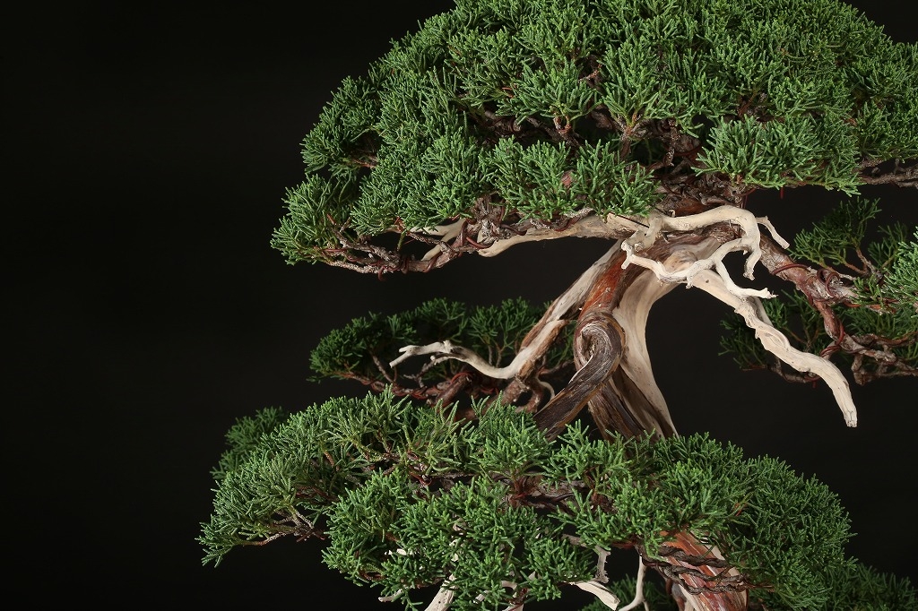 たけろうポット ♯31 鉢 光山 和鉢 盆器 盆栽 植木 松柏 皐月 真