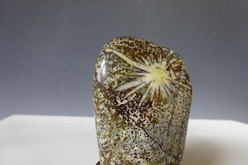 145,000円で購入 菊花石 化石 ks-04.jpg