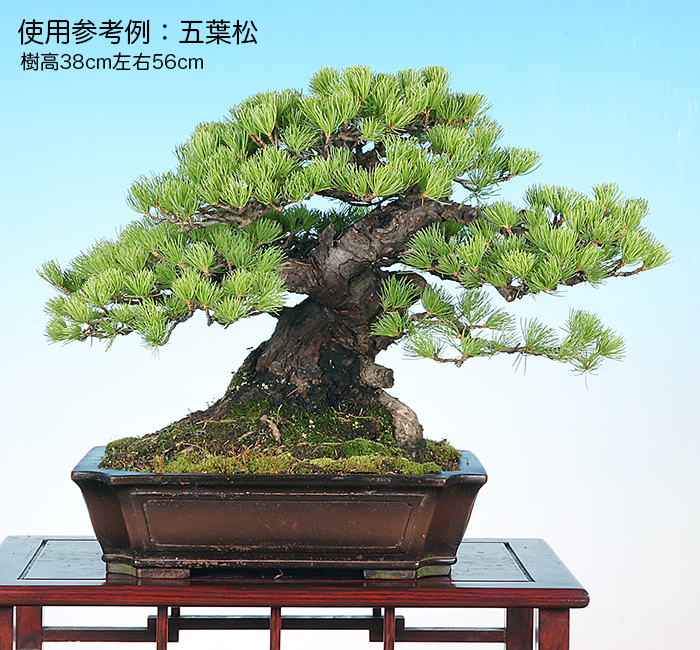 山秋 松泉焼 盆栽鉢 盆栽鉢 山秋造 松泉焼 常滑 2025年