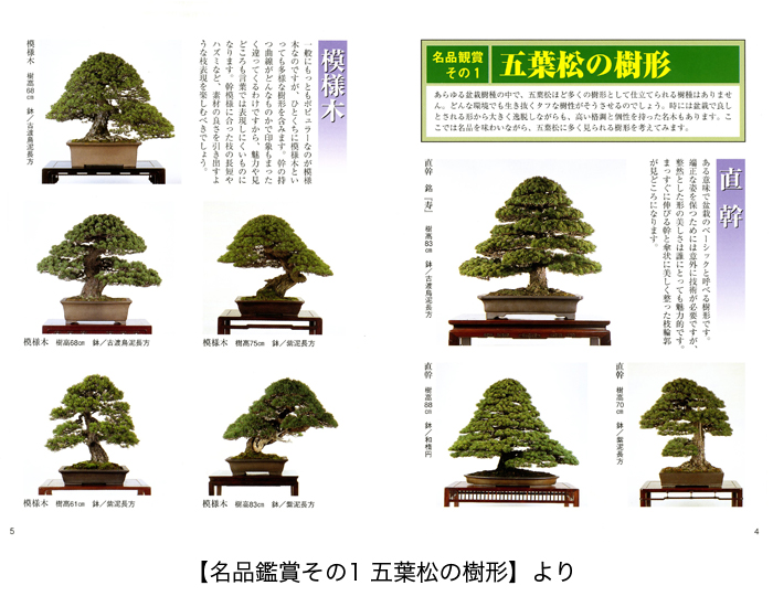 ◇[著者署名あり] 五葉松盆栽の作り方―図解で示す盆栽樹形の