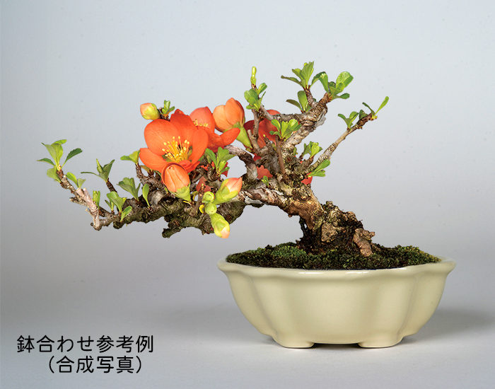 竜紋高脚楕円鉢 多肉植物鉢 紫砂鉢 盆栽鉢 植木鉢 小品盆栽鉢 大品盆栽