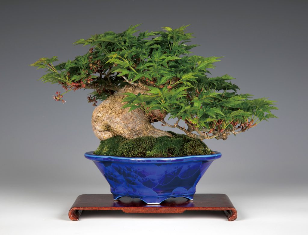 5. 「平安泉山」ブランド鉢の誕生│盆栽、盆栽書籍、盆栽鉢の通販