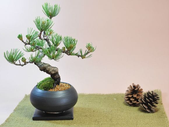 松寿 ミニ盆栽鉢 盆栽 松 道具セット 盆栽 松《別格》樹形美 樹齢5年