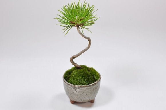 くろまつミニミニ鉢の盆栽を販売｜入門は盆栽妙 – 盆栽妙 本店