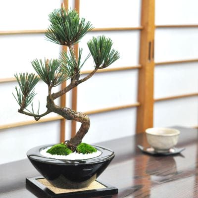 盆栽鉢植木鉢陶芸園芸盆栽