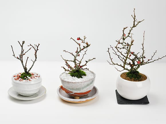 銭号 ほつれあり 訳あり 盆栽鉢 銭号 ほつれあり 訳あり 盆栽鉢 銭号