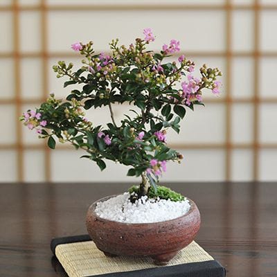 1号鉢(幅3～4cm)の販売｜盆栽鉢の盆栽妙 – 盆栽妙 本店