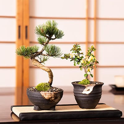 五葉松のミニ盆栽を販売｜入門は盆栽妙 – 盆栽妙 本店