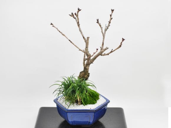 旭山桜 大 玉竜の寄植え 伝統的な六角盆栽鉢の盆栽を販売｜盆栽妙
