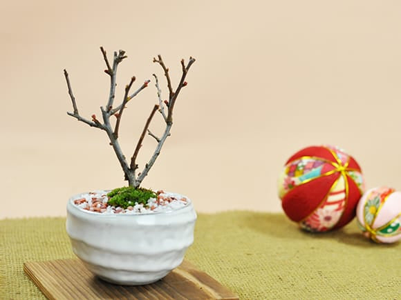 万古春山 長方 盆栽鉢 万古春山 長方 盆栽鉢