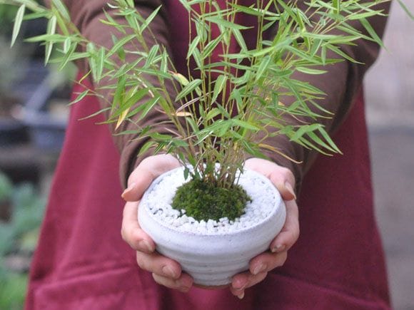 竹鳳 焼締変形盆栽鉢 貴風盆栽 小品盆栽 文人木 寄せ植え 山野草 竹鳳