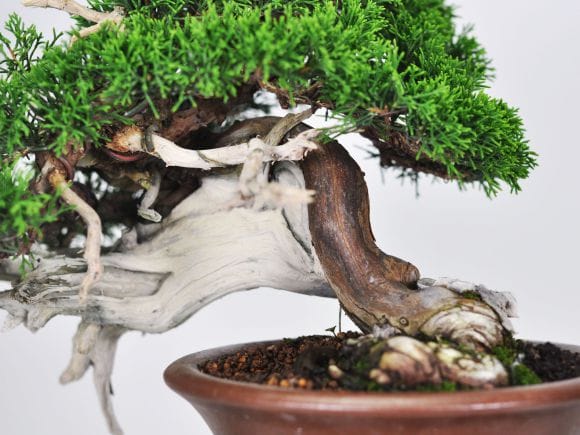 匠の盆栽】真柏 1点もの No.251【平松浩二】の盆栽を販売｜盆栽妙