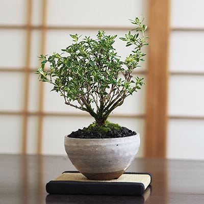 yoshi 盆栽 盆栽鉢 山野草 植木鉢 yoshi様専用 盆栽 盆栽鉢 山野草 植木鉢