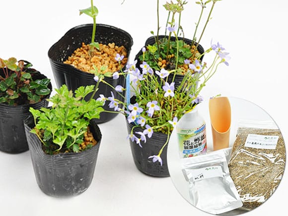 秀峰 盆栽鉢 山野草 秀峰 盆栽鉢 山野草 秀峰 盆栽鉢 山野草 秀峰 盆栽