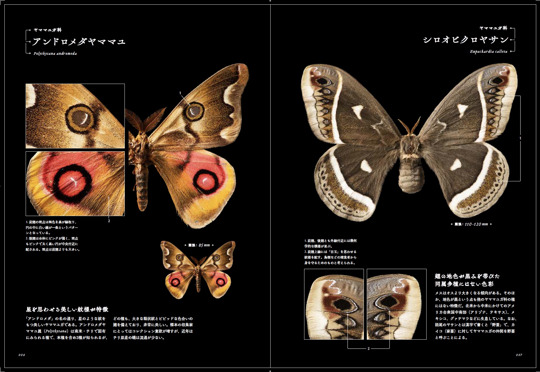 ヨーロッパ産蛾類展翅標本 イザベラミズアオ（ヤママユガ科）1♂