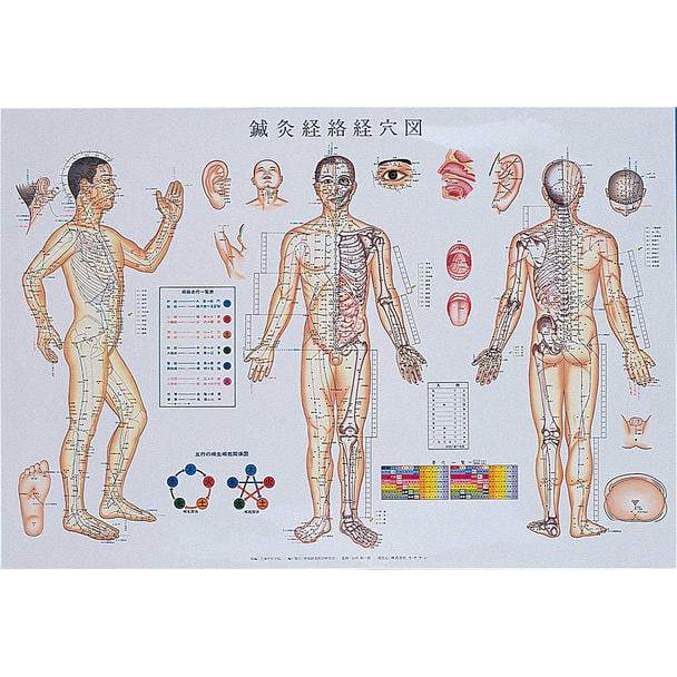 カナケン 鍼灸経絡経穴図（ビニール加工）の卸・通販 | ビューティガレージ