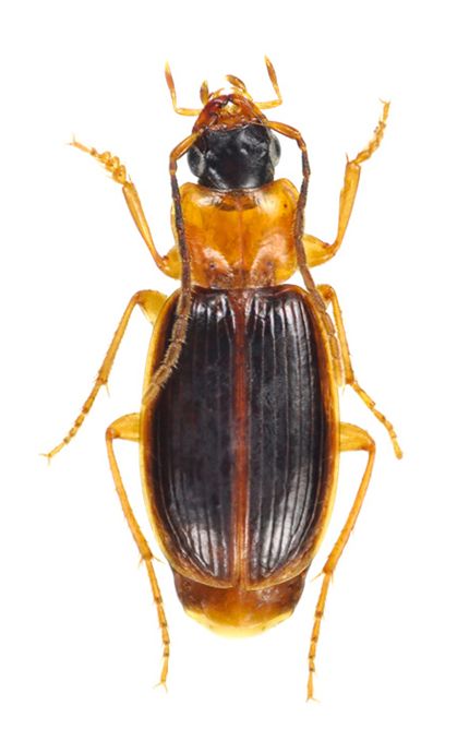 里山のゴミムシ チビカタキバゴミムシ