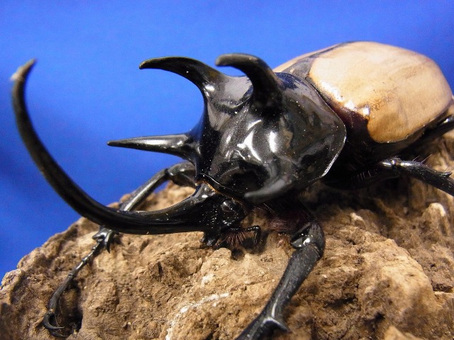 ゴホンツノカブトムシ少数ですが入荷致しております。 BIGHORN