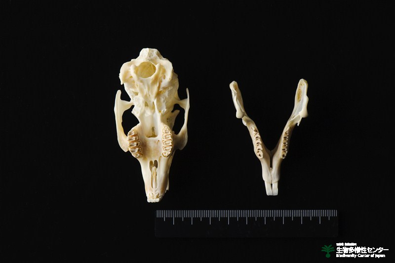 頭骨標本 ジャワマングース ペア 頭骨標本 ジャワマングース ペア 即納