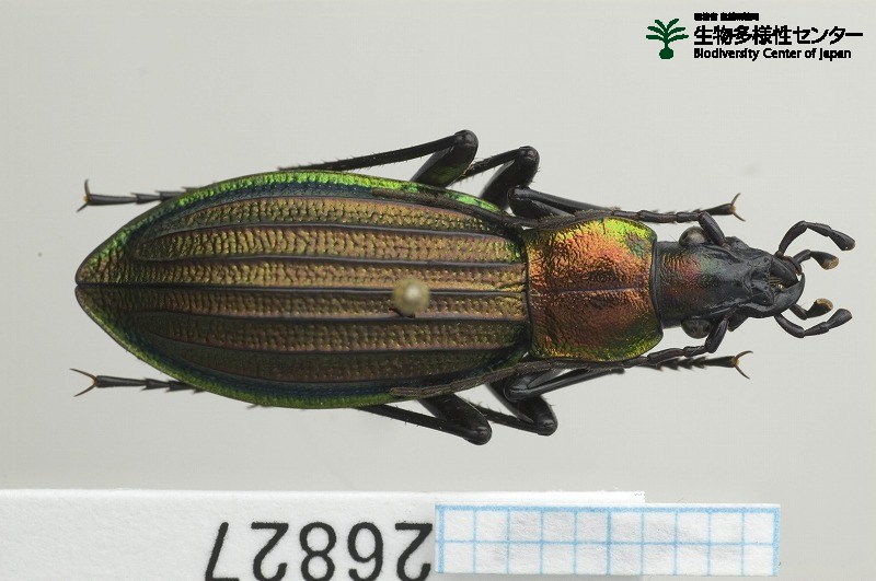 標本・資料(コウチュウ目) | 生物多様性センター(環境省 自然環境局)