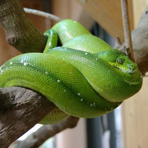 グリーンパイソン ｜ 長崎バイオパーク - ZOOっと近くにふれあえる九州