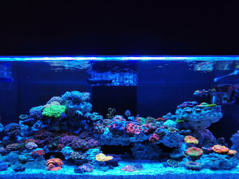 スペクトラ/SPECTRA SP200｜ブルーハーバー