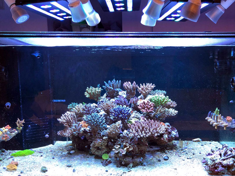 スペクトラ/SPECTRA SP200｜ブルーハーバー