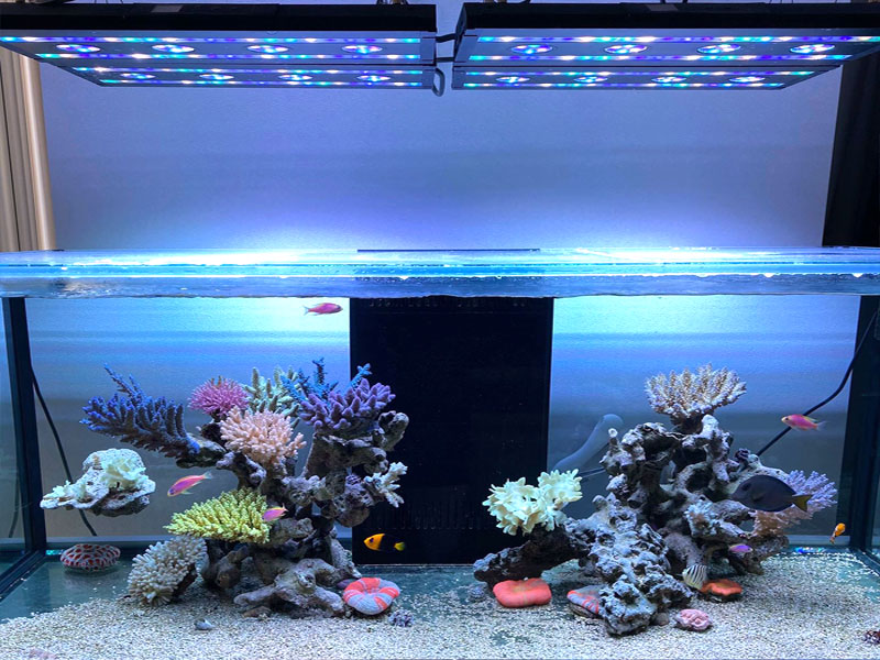 スペクトラ/SPECTRA SP200｜ブルーハーバー