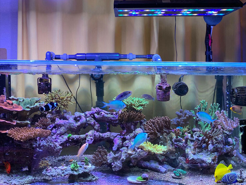 サンゴ-フルスペクトルLED】スペクトラ SP200✋黒 2022年モデル