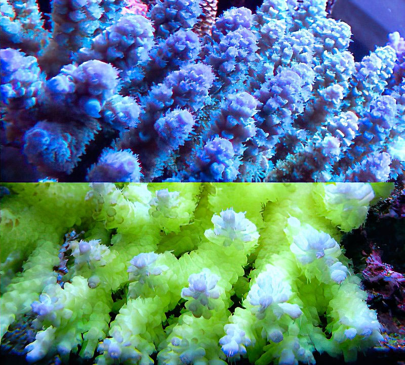 バイタルウェーブ/VitalWave｜ブルーハーバー