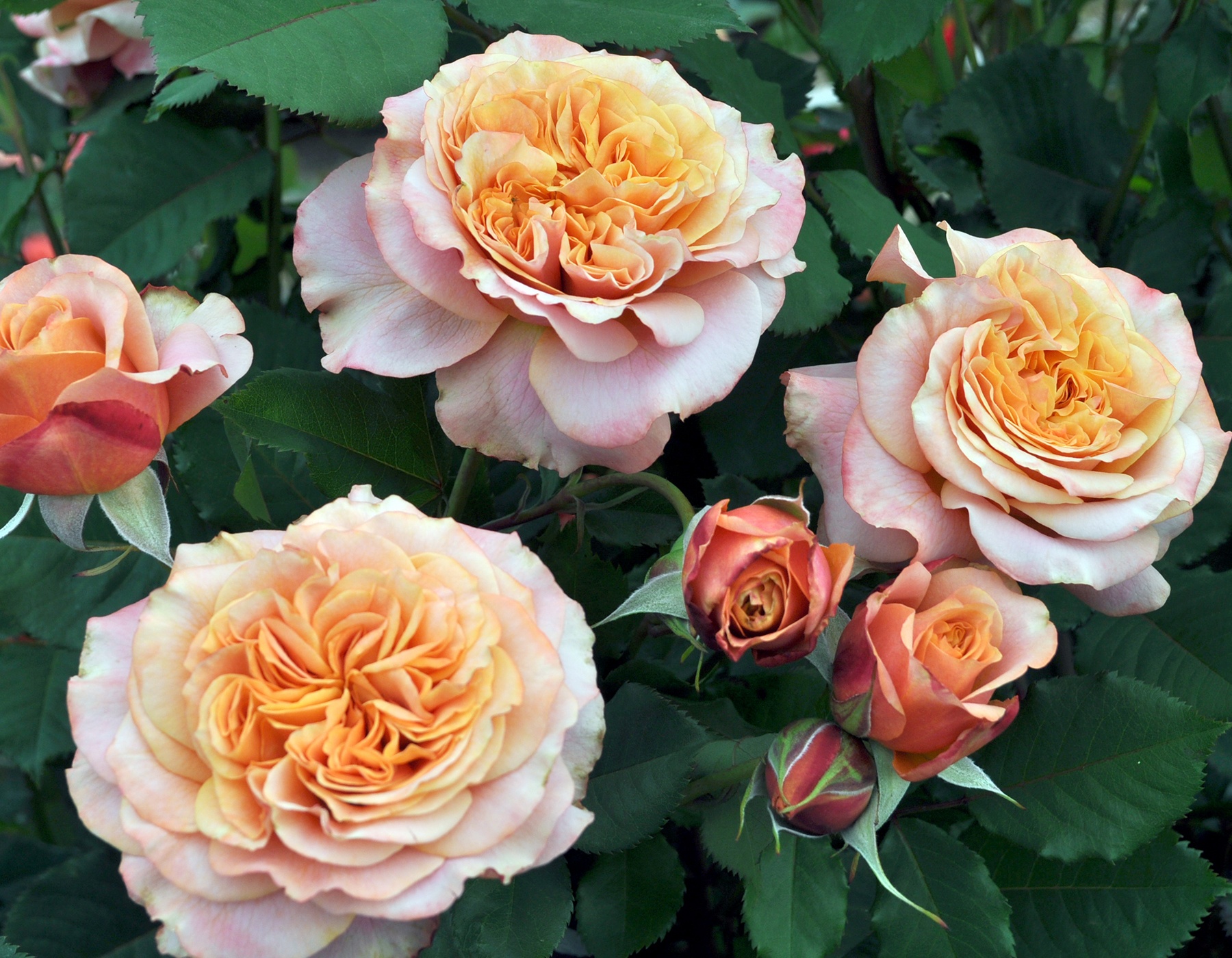 Sunbelt® Roses | Bloomables