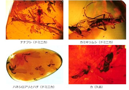 Special Story 虫入り琥珀の世界 | JT生命誌研究館 大粒 虫入り