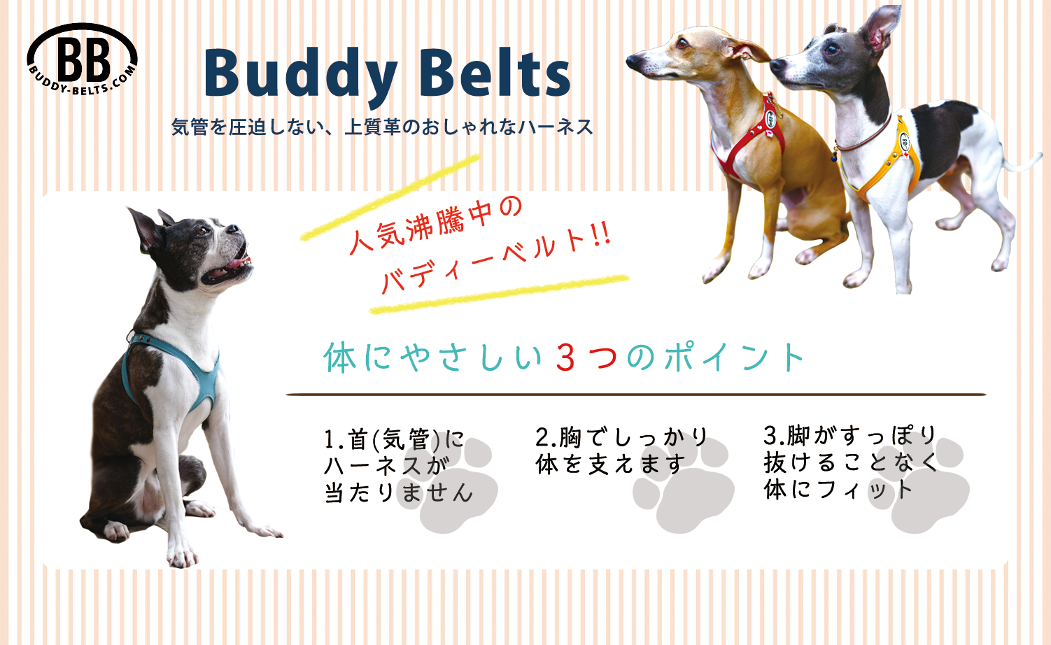 3号サイズ ラインストーン付き BUDDY BELTS バディーベルト バディ