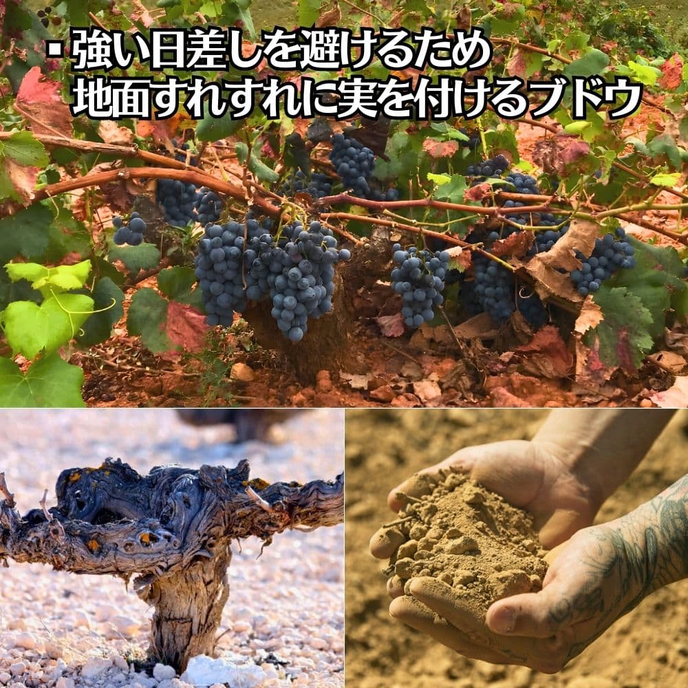 ジェン・ワン・ティント｜ワイン通販の世界のワイン葡萄屋