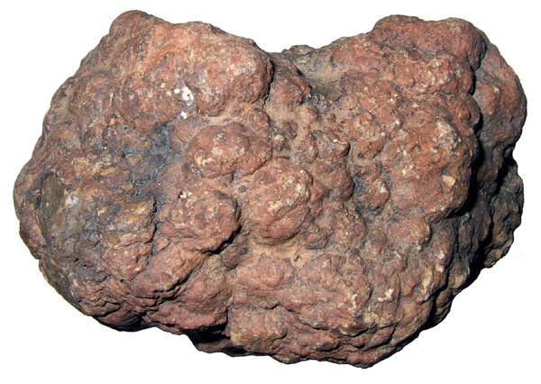 三重県総合博物館 恐竜のふん石（コプロライト）