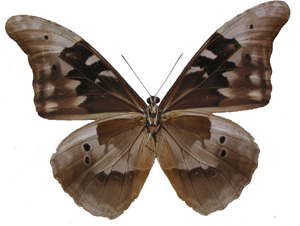 レテノールモルフォチョウ♀標本 154mm ☆激レア・ブラジル産 大型迫力