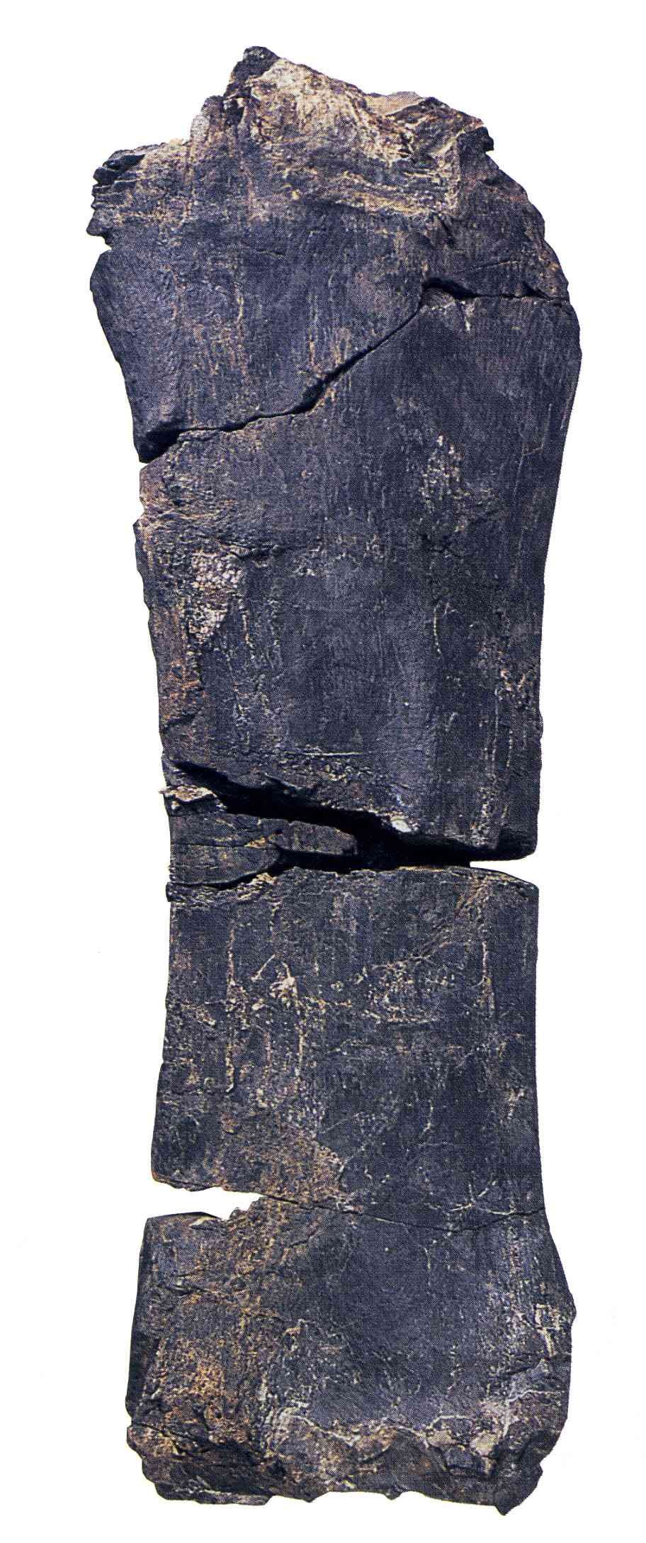 吾輩は「鳥羽竜」学名はまだない