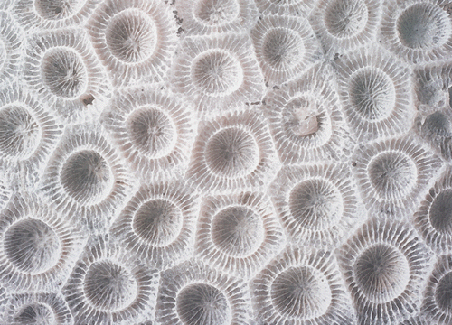 化石シリーズ 第2回